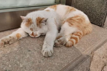 猫咪中暑的表现是什么？教你快速判断和应对