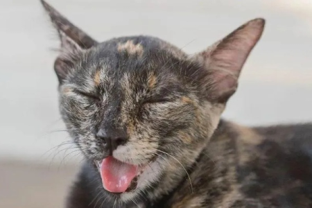 猫中暑的症状和治疗，教你如何应对猫中暑