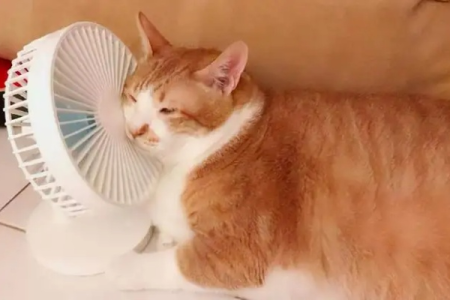 我的猫咪中暑了，多久才能自然好？及时处理很重要