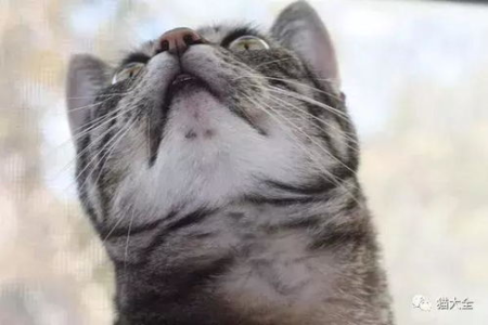 猫咪中暑后遗症的症状和治疗方法：预防胜于治疗
