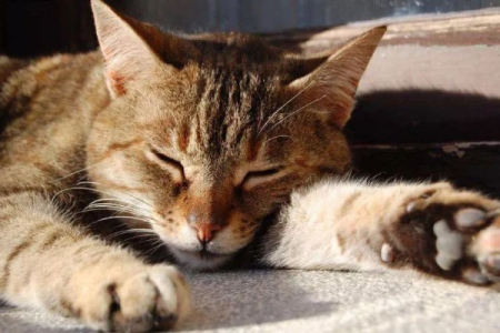 猫咪中暑能救活吗？中暑的症状、预防及紧急处理措施