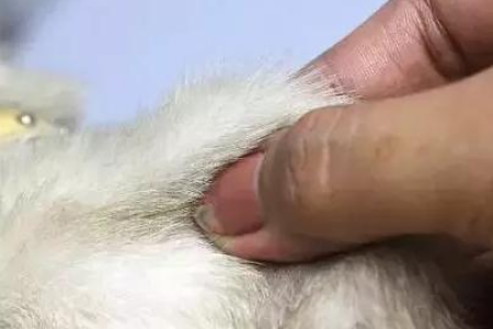 猫中暑今天站不住？教你几招应急处理