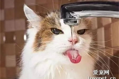 猫中暑了，洗澡有用吗？这样做更安全！