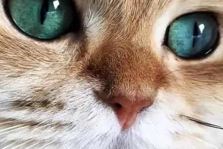 猫中暑急救，藿香正气水有用吗？快速降温方法