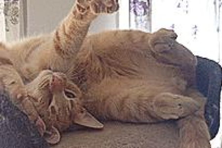 猫中暑能不能喝淡盐水？避免这些补水误区