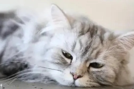 猫咪中暑了怎么办？千万别喂它头痛粉！