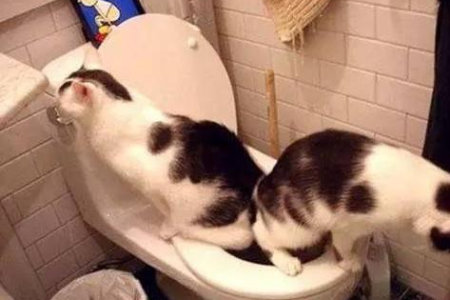 猫怎么染上猫瘟的？猫瘟的传播方式及如何做好防护