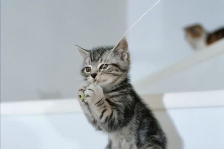 如何判断猫咪是否感染了狂犬病？及时的治疗措施有哪些？