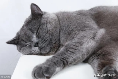 猫为什么会发出咕咕咕的声音？不同咕噜声含义大揭秘