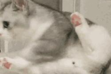 猫咪吐了怎么办？教你快速判断原因和解决方法
