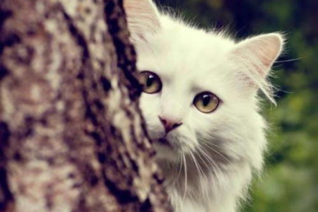 家猫为什么会得传腹？警惕这些传腹高危因素！