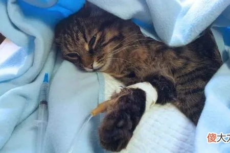 猫咪突然患猫瘟是什么原因？如何避免悲剧发生？