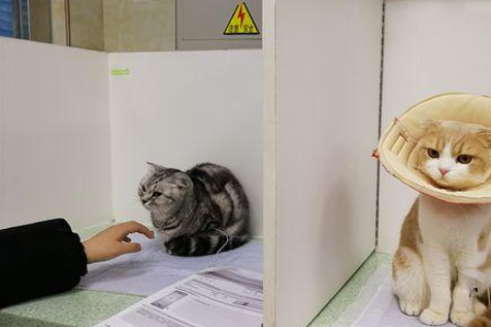 猫怎么会得腹水？常见原因及治疗方法有哪些？