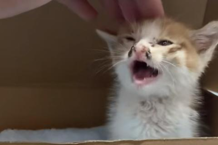 为什么我的猫会有跳蚤？原因及解决方案都在这里