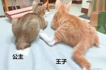 母猫公猫怎么分？超实用辨别技巧分享