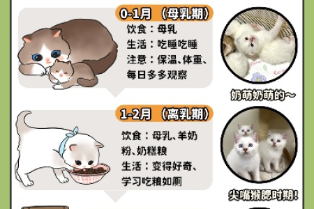 猫怎么养才健康？养猫步骤、饮食及疾病预防全解析！