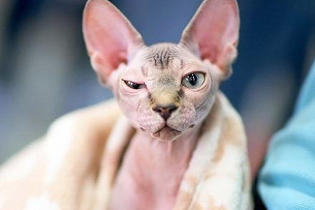 猫怎么不掉毛？改善饮食和生活习惯是关键！