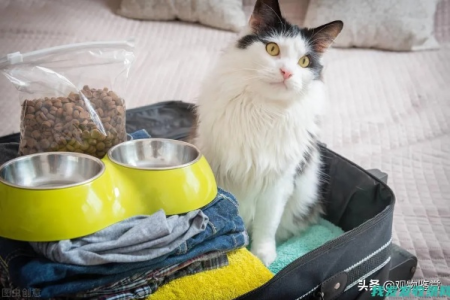 如何安全寄猫到外地？多种方法推荐