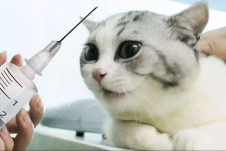 猫咪疫苗没反应？如何判断疫苗是否接种成功？