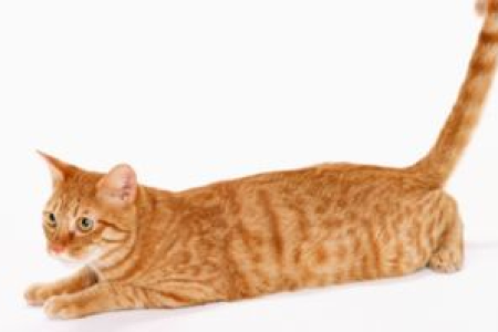 猫咪尾巴的语言：开心时的尾巴形态及含义是什么？