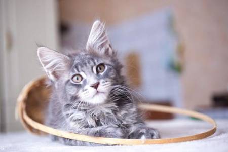 猫咪开心时会发出什么声音？解读猫咪的快乐语言