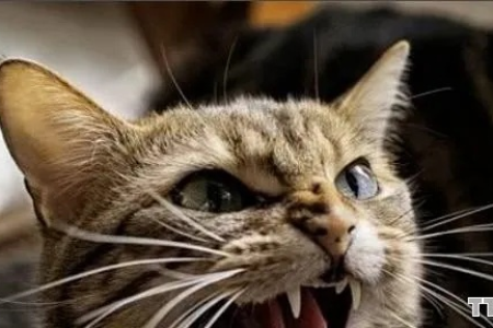猫咪生气发出什么声音？不同猫咪生气声音对比