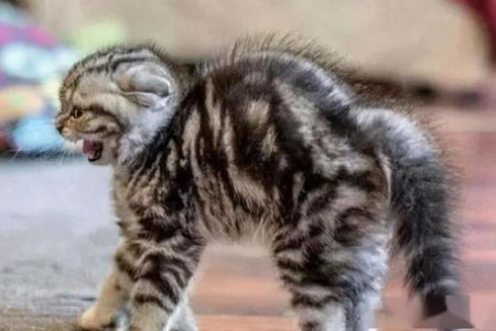 家里猫咪生气了怎么办？解读猫咪生气的各种表现