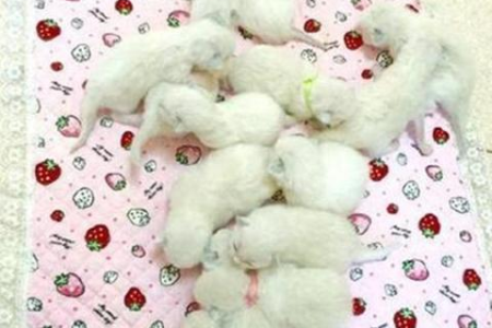 怀孕猫咪多久生小猫？影响生产时间的因素分析