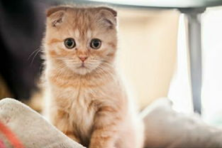 猫咪怀孕的早期症状是什么？别错过这些信号