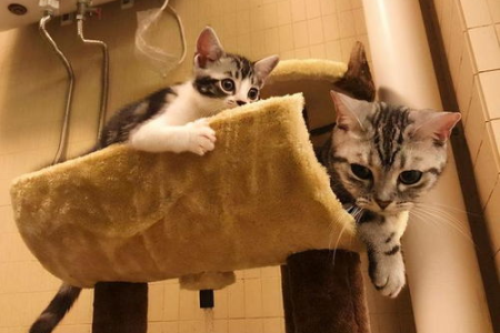 怀孕的猫咪还会发情吗？了解母猫怀孕期间的生理变化