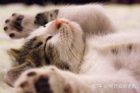 猫怀孕后嗜睡是正常现象吗？铲屎官必看