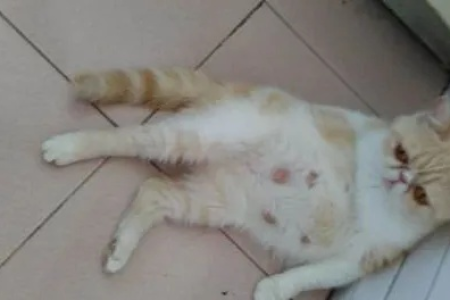 猫怀孕了会叫吗？不同时期叫声有何区别？