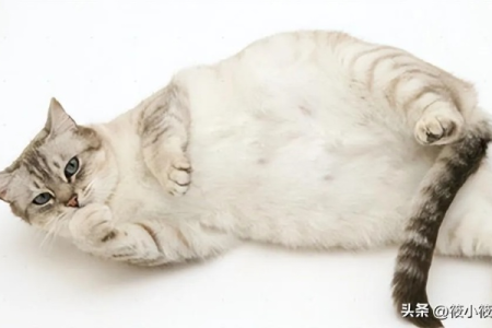 怀孕猫咪体重下降？原因及应对方法详解