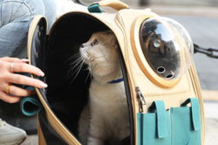 怀孕猫咪粘人正常吗？铲屎官必看指南