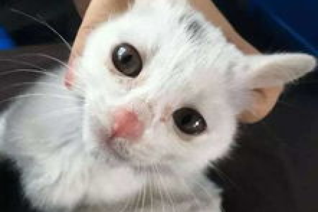 小猫几个月长得最快？教你如何科学喂养助其成长！