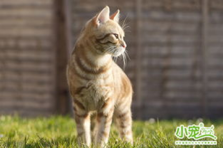 一窝猫崽为什么挑最大的？教你如何挑选健康强壮的小猫