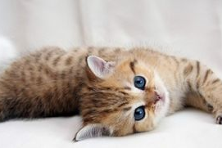 20天的猫咪是长毛还是短毛？教你快速辨别方法