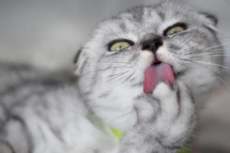 养猫必看！折耳猫的品种、特点及价格详解