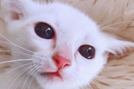 小猫眼睛圆不圆？教你几招轻松判断长大后眼睛形状！
