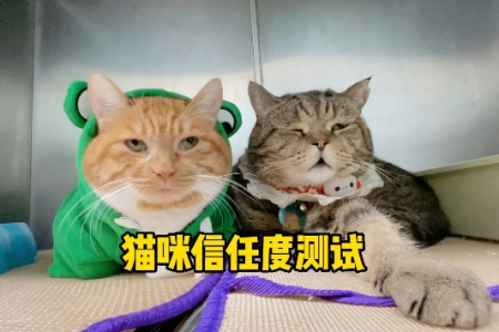 如何判断猫咪是否信任你？实用测试方法大公开