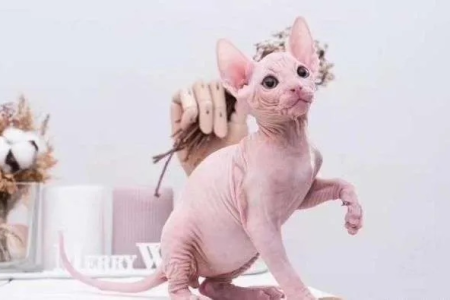 无毛猫没毛怎么看血统纯不纯？专家教你几招