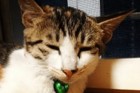 猫咪眼屎结痂怎么弄干净？教你几招轻松搞定
