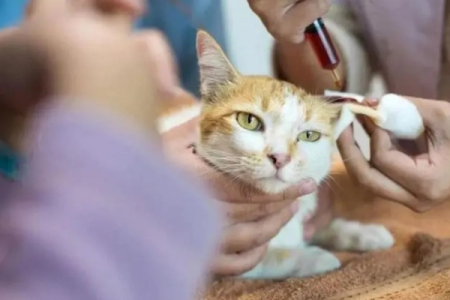 猫咖的猫打过疫苗吗？带你了解猫咖猫咪疫苗接种情况