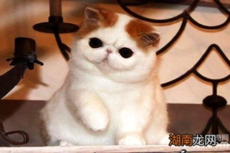 那些可爱的大脸猫，都是什么品种？带你认识加菲猫和英短！