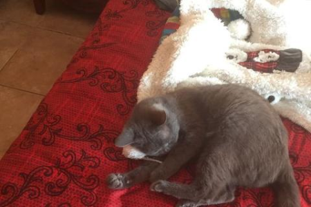 蓝猫是英短吗？详解英短和蓝猫的区别与联系