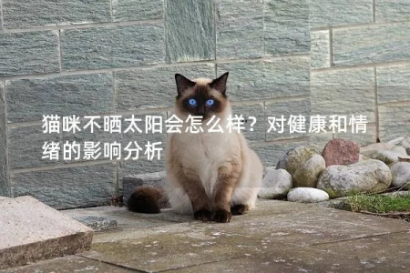 猫不晒太阳的危害：免疫力下降，骨骼发育不良！