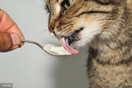 猫吃鸡肝中毒，如何快速有效解毒？兽医建议
