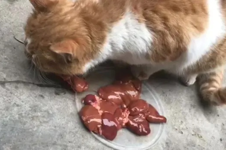 猫咪吃鸡肝对身体好吗？详解鸡肝的益处与营养！