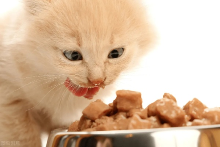 猫吃鸡肝拉肚子怎么办？原因及解决方法都在这！