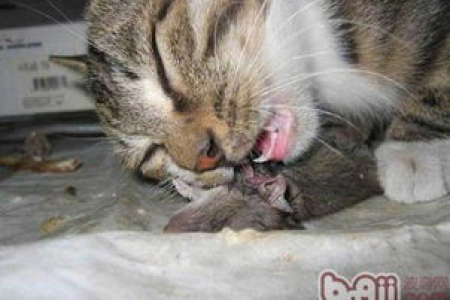 给猫咪吃鸡肝会中毒？如何安全喂食鸡肝？